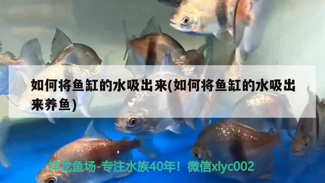 如何将鱼缸的水吸出来(如何将鱼缸的水吸出来养鱼) 过背金龙鱼