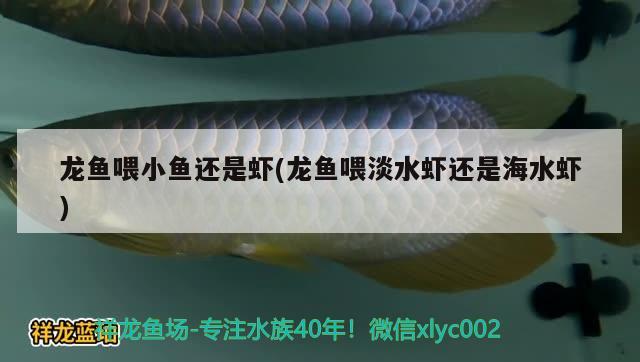 龙鱼喂小鱼还是虾(龙鱼喂淡水虾还是海水虾) 红龙专用鱼粮饲料