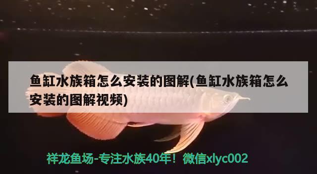 鱼缸水族箱怎么安装的图解(鱼缸水族箱怎么安装的图解视频)