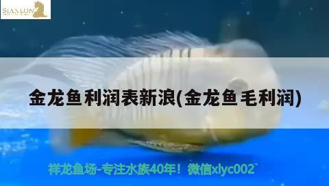 金龙鱼利润表新浪(金龙鱼毛利润) 鱼缸净水剂