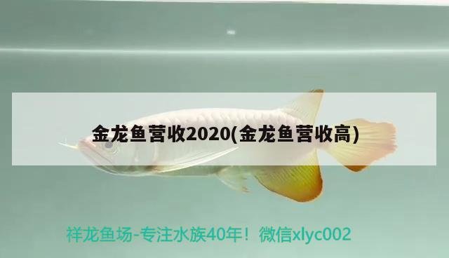 金龙鱼营收2020(金龙鱼营收高)