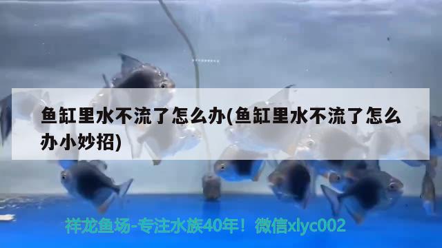 鱼缸里水不流了怎么办(鱼缸里水不流了怎么办小妙招)