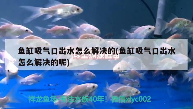 给鱼缸全部换水需要注意什么（鱼缸换水的作用） 其他品牌鱼缸