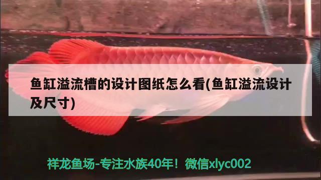 鱼缸溢流槽的设计图纸怎么看(鱼缸溢流设计及尺寸) 古典过背金龙鱼