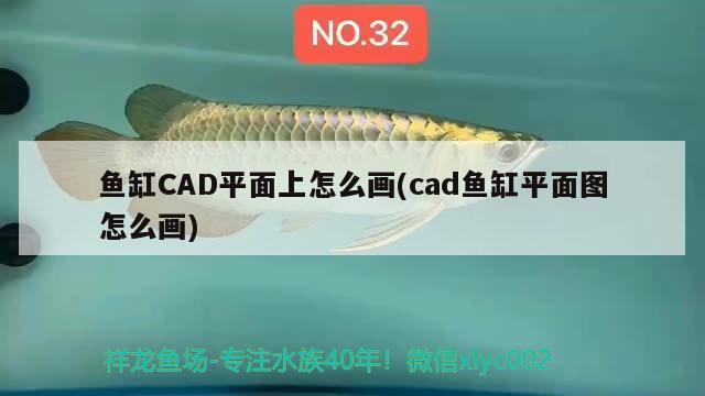 鱼缸CAD平面上怎么画(cad鱼缸平面图怎么画) 高背金龙鱼