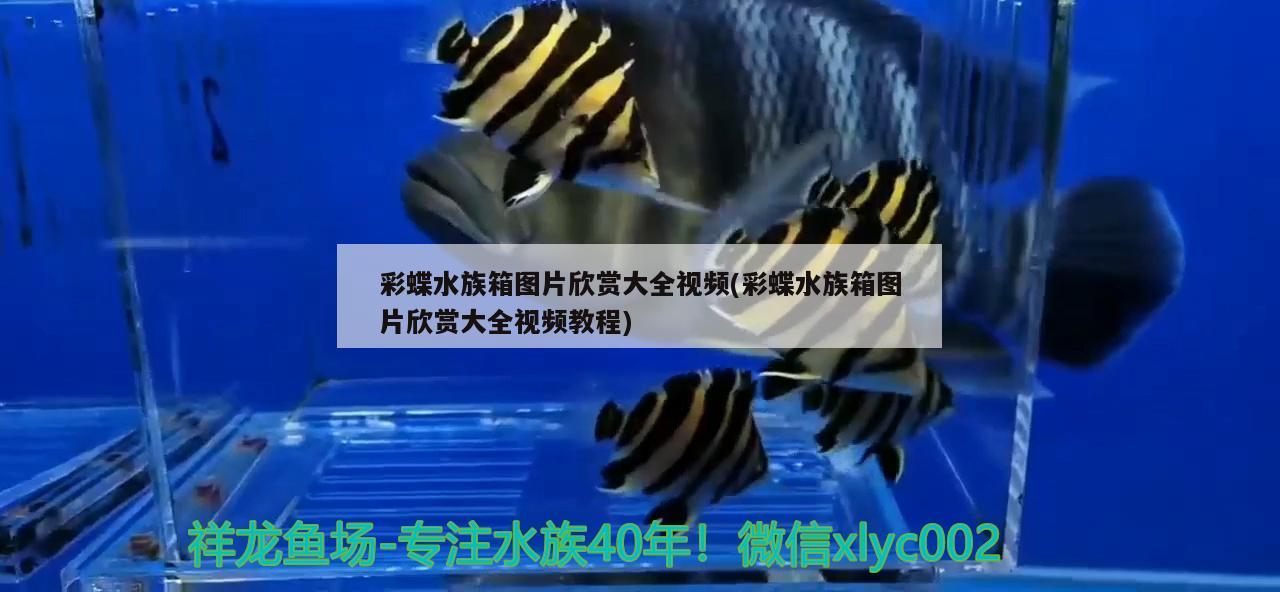 彩蝶水族箱图片欣赏大全视频(彩蝶水族箱图片欣赏大全视频教程) 鱼缸/水族箱