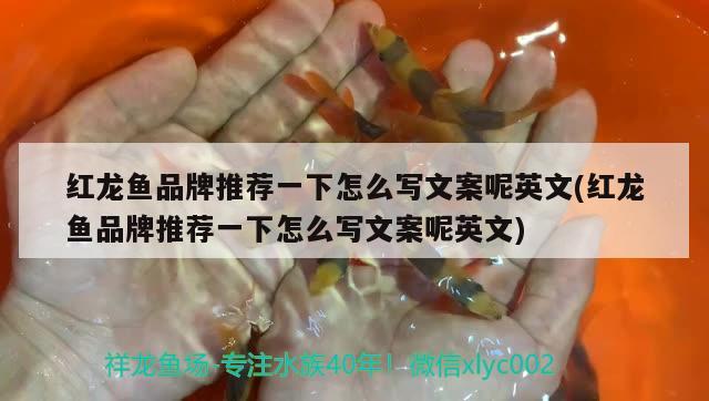 红龙鱼品牌推荐一下怎么写文案呢英文(红龙鱼品牌推荐一下怎么写文案呢英文) 马拉莫宝石鱼苗