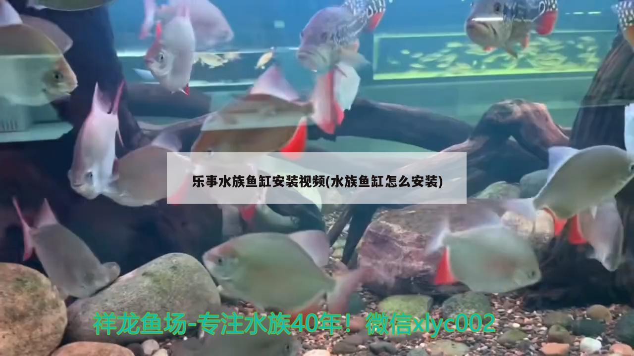 乐事水族鱼缸安装视频(水族鱼缸怎么安装) 杰西卡恐龙鱼