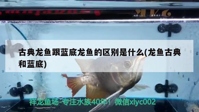 广东水族批发市场有哪些品牌（广东省水鱼批发市场）