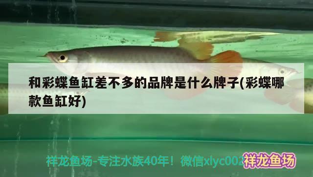 和彩蝶鱼缸差不多的品牌是什么牌子(彩蝶哪款鱼缸好) 印尼红龙鱼