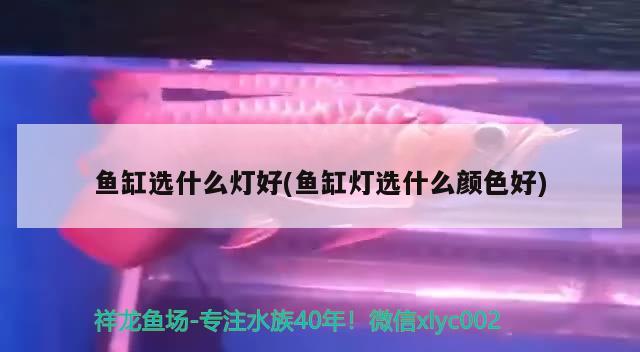 鱼缸选什么灯好(鱼缸灯选什么颜色好)