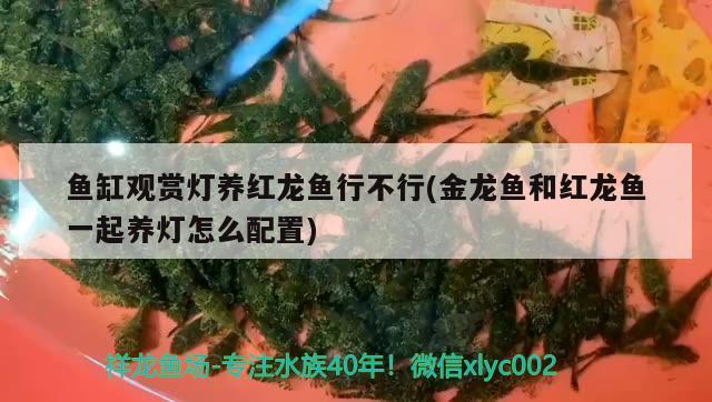 辽宁水族批发市场地址（辽宁省淡水鱼批发市场） 养鱼知识 第2张