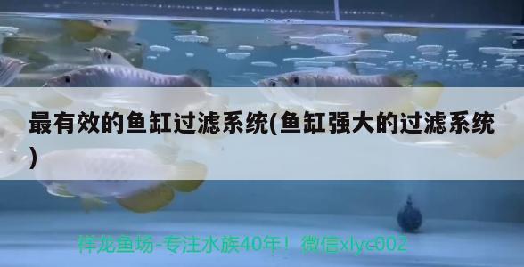 广州祥龙国际水族贸易(济源哪里有鱼市)