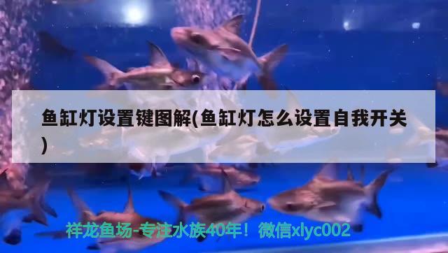 鱼缸灯设置键图解(鱼缸灯怎么设置自我开关) 水族杂谈