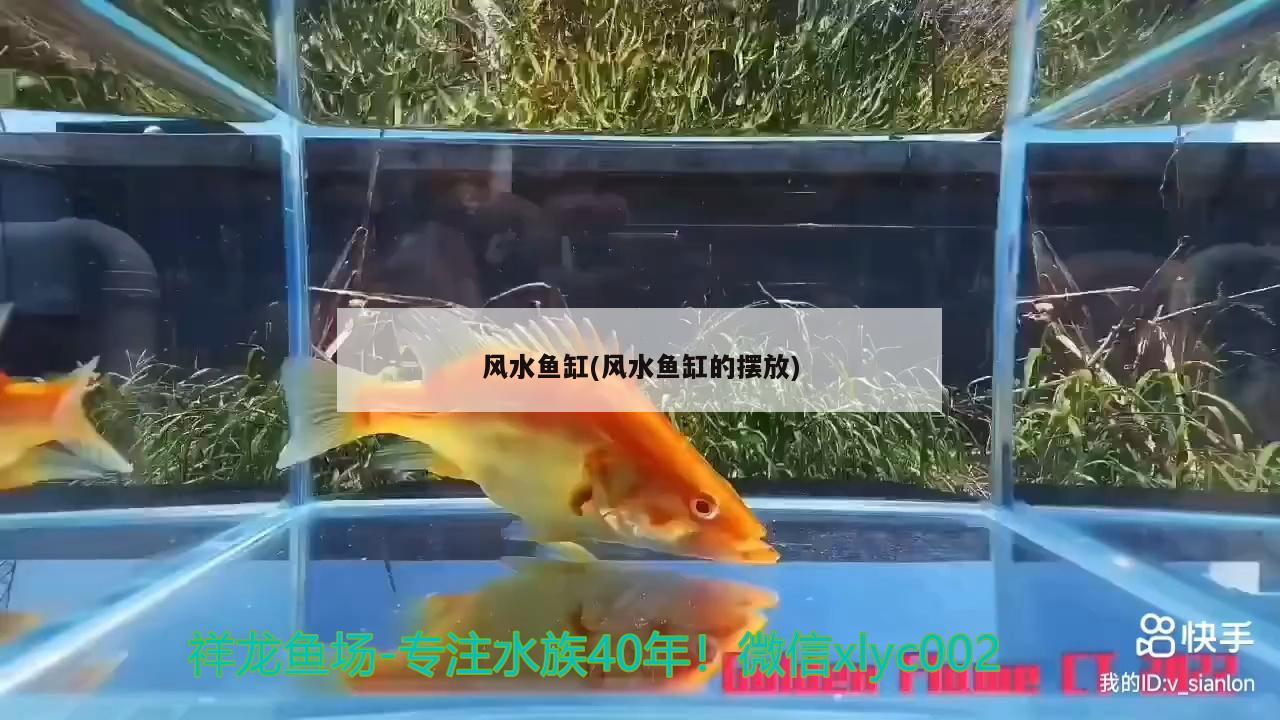 风水鱼缸(风水鱼缸的摆放) 鱼缸风水