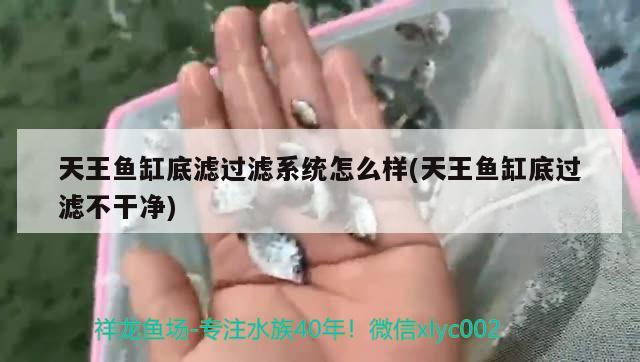 天王鱼缸底滤过滤系统怎么样(天王鱼缸底过滤不干净)