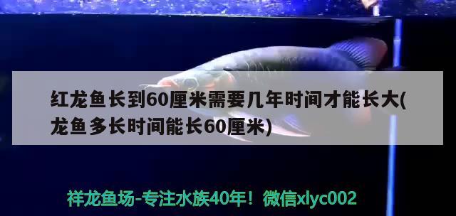 红龙鱼长到60厘米需要几年时间才能长大(龙鱼多长时间能长60厘米) 财神鹦鹉鱼 第2张