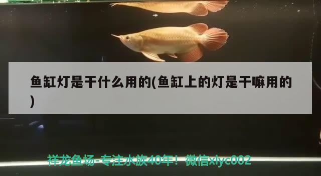 鱼缸灯是干什么用的(鱼缸上的灯是干嘛用的)