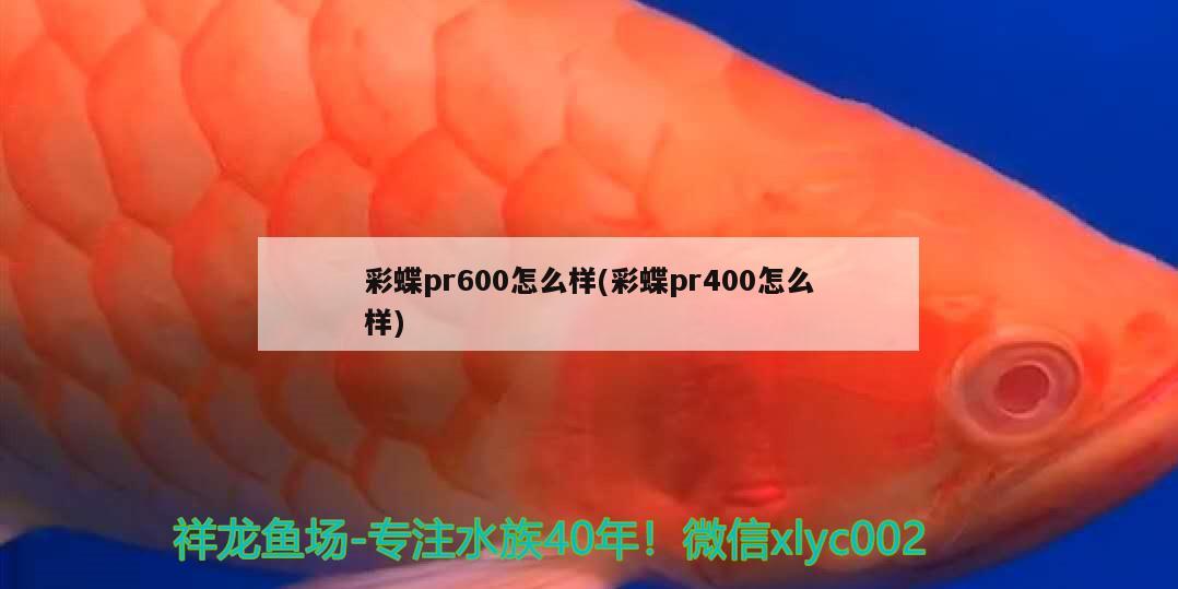 彩蝶pr600怎么样(彩蝶pr400怎么样) 冲氧泵