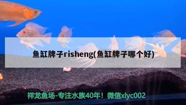 鱼缸牌子risheng(鱼缸牌子哪个好) 黑帝王魟鱼