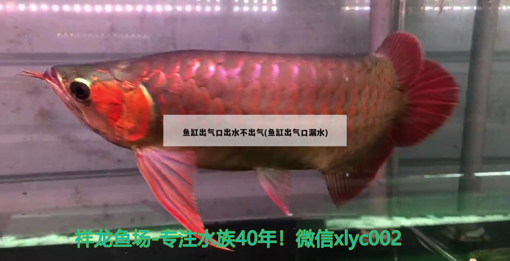 鱼缸出气口出水不出气(鱼缸出气口漏水) 稀有红龙品种