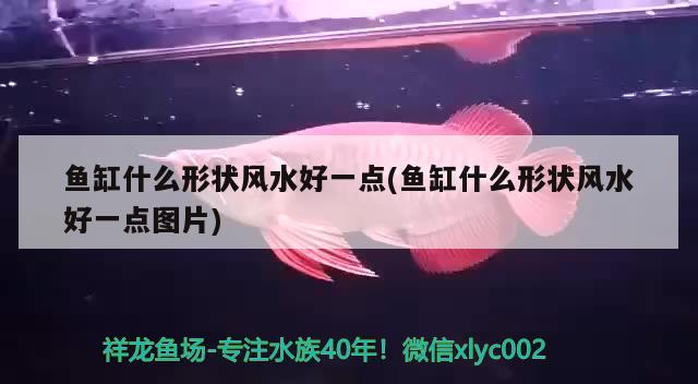 鱼缸什么形状风水好一点(鱼缸什么形状风水好一点图片) 鱼缸风水