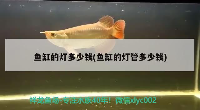 鱼缸的灯多少钱(鱼缸的灯管多少钱) 福魟魟鱼