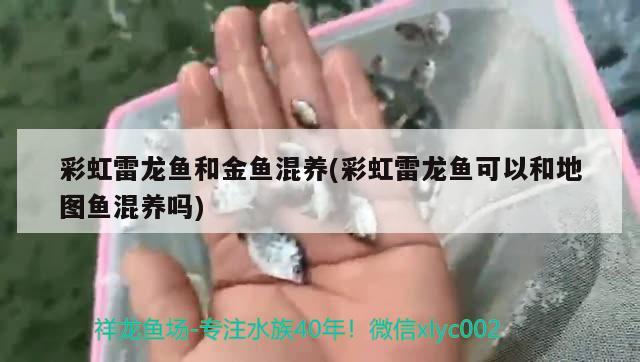 彩虹雷龙鱼和金鱼混养(彩虹雷龙鱼可以和地图鱼混养吗)