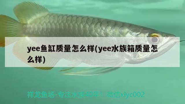 yee鱼缸质量怎么样(yee水族箱质量怎么样) yee