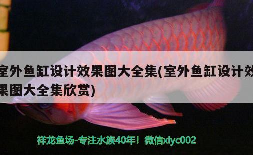 马来西亚金龙鱼图片大全，金龙鱼的种类及种类介绍 过滤设备 第2张