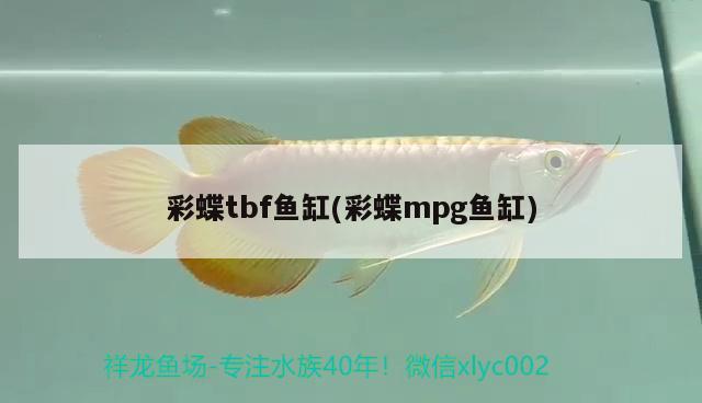 彩蝶tbf鱼缸(彩蝶mpg鱼缸)