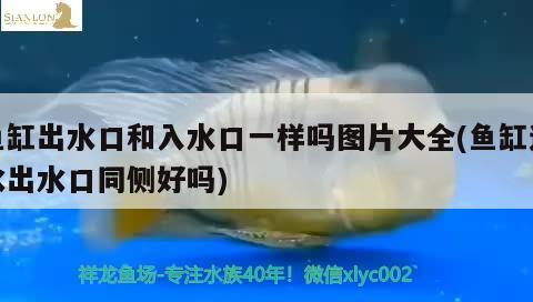 金龙鱼摆件的风水作用和禁忌：金龙鱼风水摆件朝向 鱼缸风水 第1张