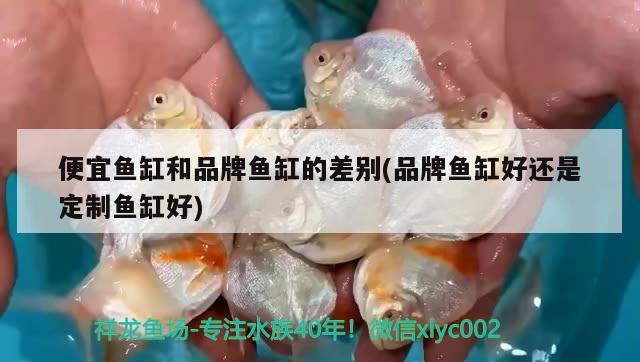 底滤鱼缸突然水变浑浊了(底滤鱼缸突然水变浑浊了怎么回事) 飞凤鱼 第2张