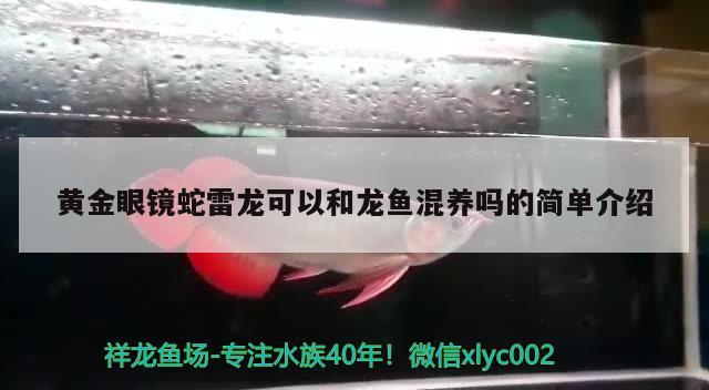 黄金眼镜蛇雷龙可以和龙鱼混养吗的简单介绍 黄金眼镜蛇雷龙鱼