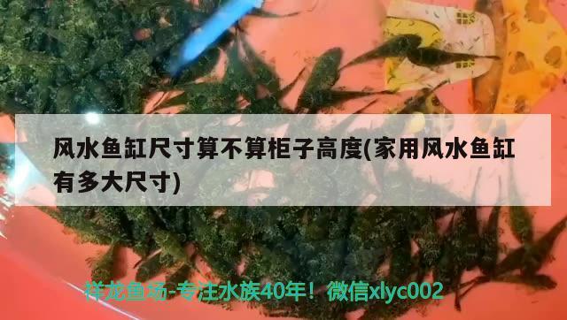 底滤鱼缸突然水变浑浊了(底滤鱼缸突然水变浑浊了怎么回事) 飞凤鱼 第1张