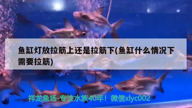 鱼缸灯放拉筋上还是拉筋下(鱼缸什么情况下需要拉筋) 黄金达摩鱼