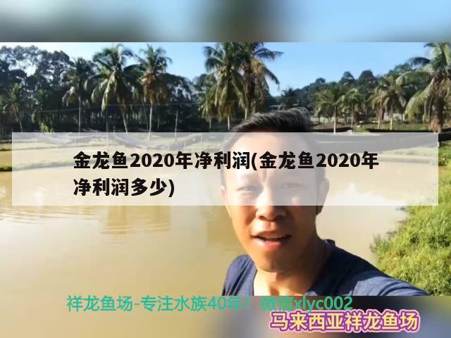 金龙鱼2020年净利润(金龙鱼2020年净利润多少) 大白鲨鱼苗 第2张