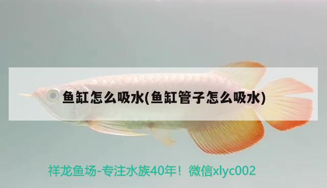 福建水族批发市场有哪些品种虾类常见品种虾类，福建水族批发市场有哪些品种虾及福建水族批发市场