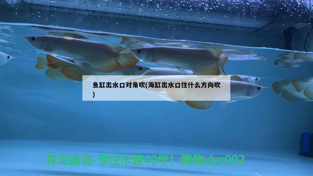 鱼缸出水口对角吹(海缸出水口往什么方向吹)