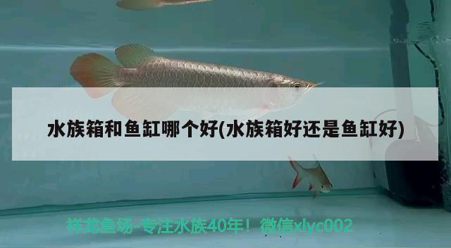 水族箱和鱼缸哪个好(水族箱好还是鱼缸好) 鱼缸/水族箱