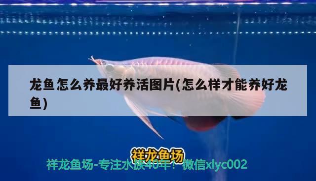 龙鱼怎么养最好养活图片(怎么样才能养好龙鱼) 广州祥龙国际水族贸易 第2张