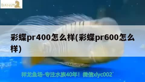 彩蝶pr400怎么样(彩蝶pr600怎么样)