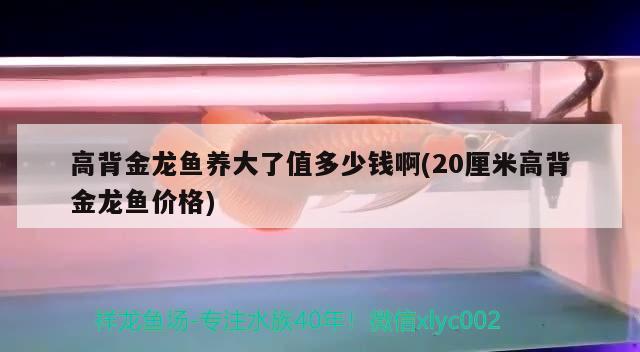 三湖慈鲷ob孔雀会繁殖吗：孔雀鱼的繁殖方式是哪一种 观赏鱼 第2张