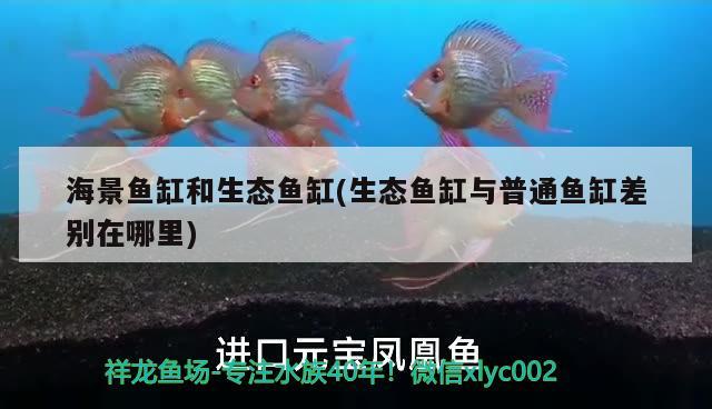 海景鱼缸和生态鱼缸(生态鱼缸与普通鱼缸差别在哪里)