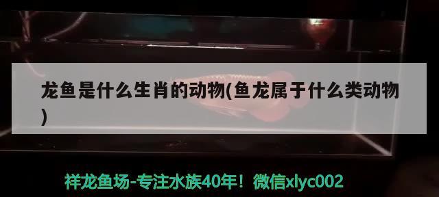 金鱼掉鳞是什么原因导致的金鱼掉鳞是什么原因导致的，金鱼为什么会掉鱼鳞，掉鱼鳞怎么办