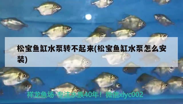 松宝鱼缸水泵转不起来(松宝鱼缸水泵怎么安装) 鱼缸水泵