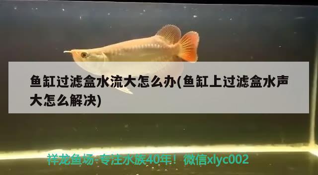 鱼缸过滤盒水流大怎么办(鱼缸上过滤盒水声大怎么解决) 热带鱼鱼苗批发