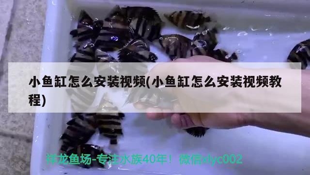 一个塑料瓶怎么做鱼缸 塑料瓶diy鱼缸 养鱼的好处 第1张