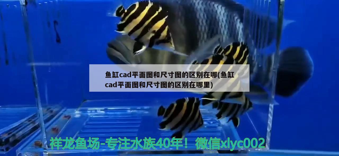 鱼缸cad平面图和尺寸图的区别在哪(鱼缸cad平面图和尺寸图的区别在哪里)