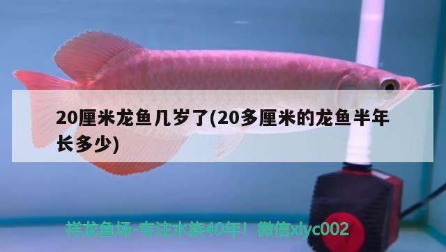 20厘米龙鱼几岁了(20多厘米的龙鱼半年长多少)